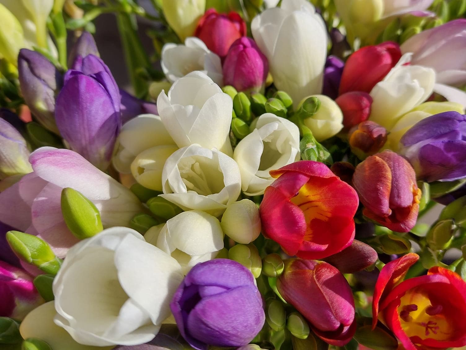 Frezii multicolore, pregătite de buchet