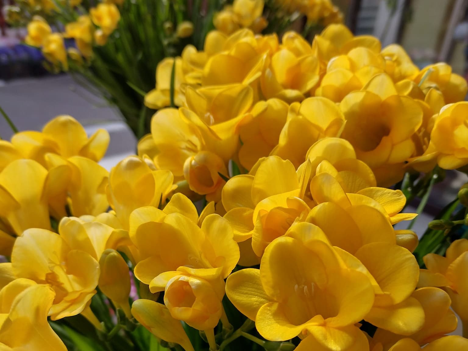 Frezii galbene în lumină caldă