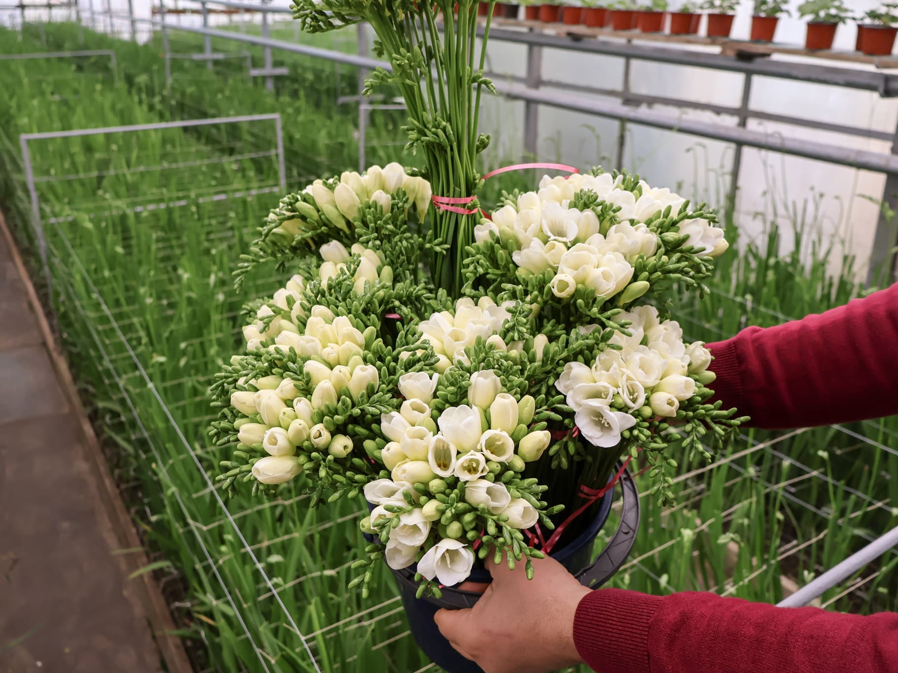 Frezii ținute în mână, pregătite pentru ridicare