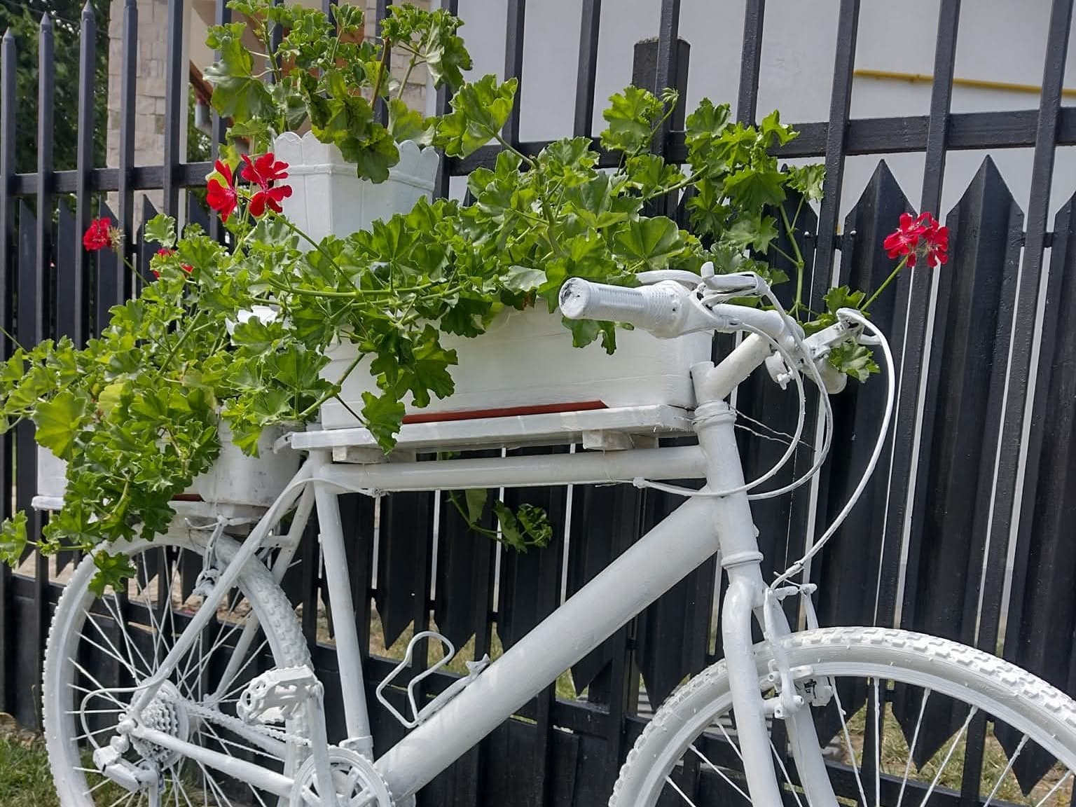 Mușcate așezate pe bicicletă