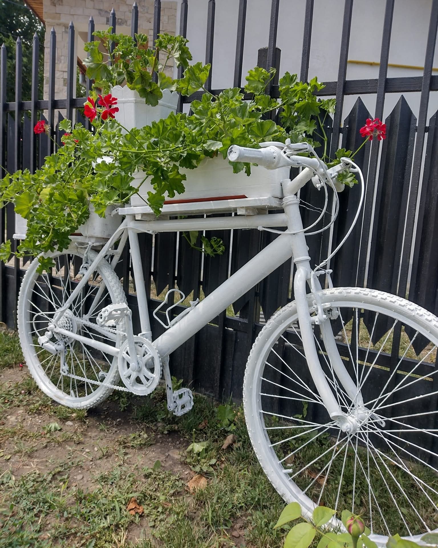Mușcate așezate pe bicicletă