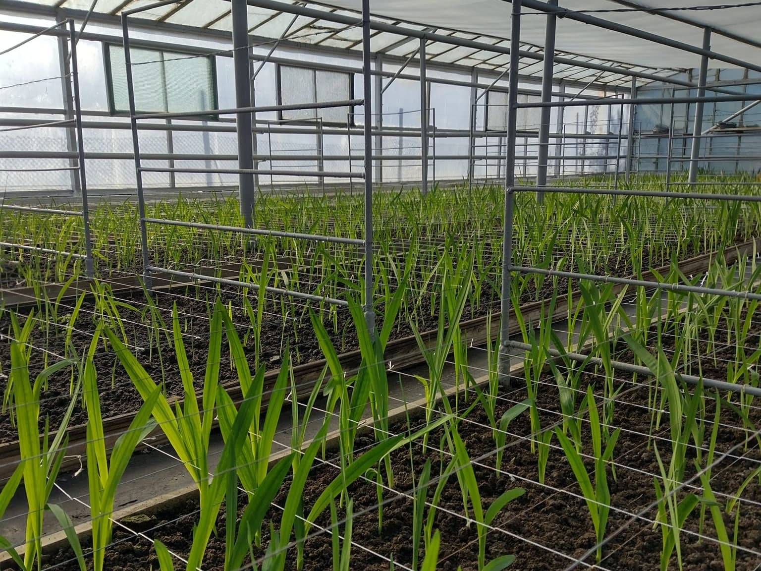 Cadru larg din interiorul serei