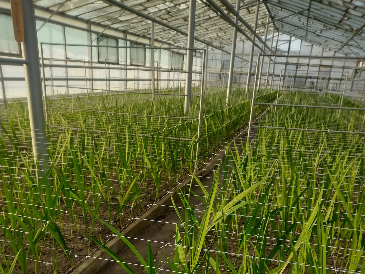 Detaliu de pe aleea serei