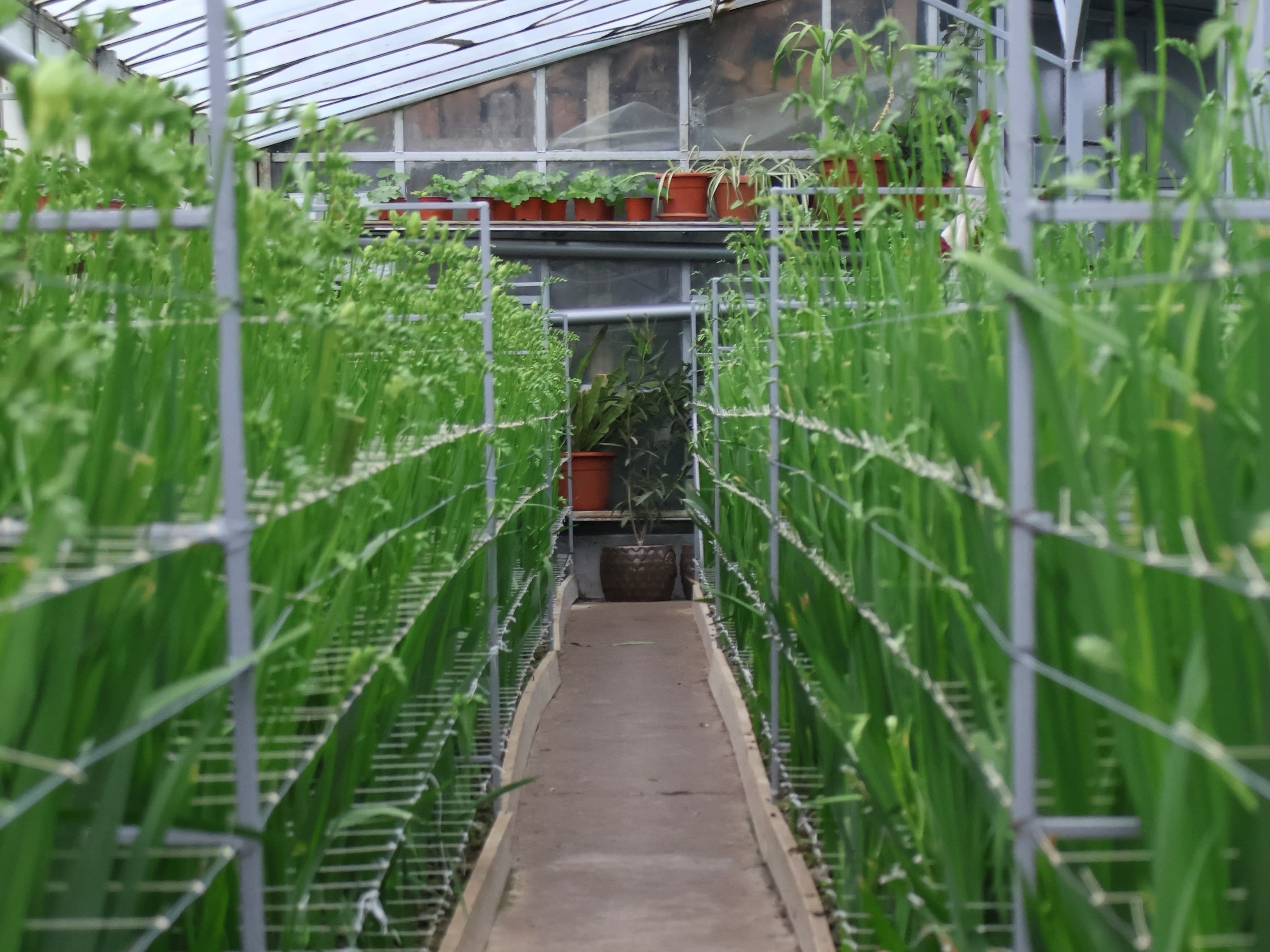 Alee centrală din seră